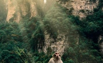 Экскурсионный тур в Китай - Аватар и Город восьми измерений (Чжанцзяцзе-Чунцин)