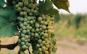 Тур в Грузию из Минска: Тбилиси + отдых на море - Изображение 4