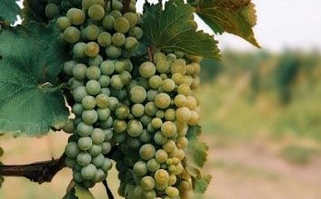 Тур в Грузию из Минска: Тбилиси + отдых на море