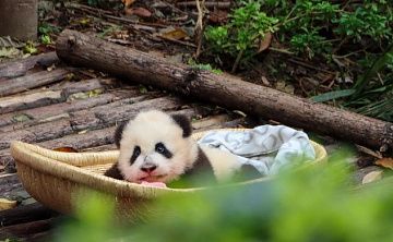 Чэнду - Изображение 0