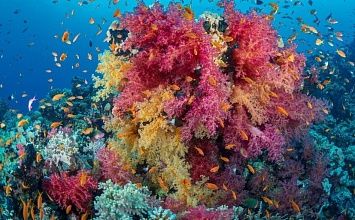 Шарм-Эль-Шейх из Минска: отели с входом на песчаный пляж и уникальным рифом