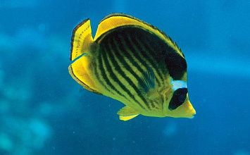 Иордания из Минска: Красное море (5н.) + Вади Рам (1н.) + Петра + Мёртвое море (4н.)