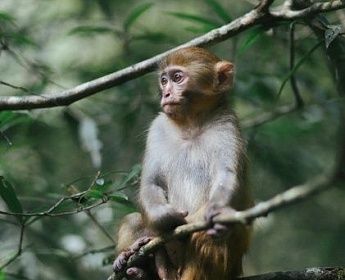 Экскурсионный тур в Китай - Аватар и Город восьми измерений (Чжанцзяцзе-Чунцин)