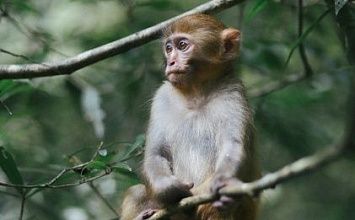 Экскурсионный тур в Китай - Аватар и Город восьми измерений (Чжанцзяцзе-Чунцин)